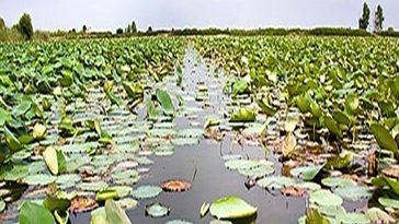 سراب نیلوفر مجوز گردشگری ندارد!