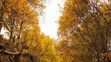 سفری رؤیایی در دل پاییز