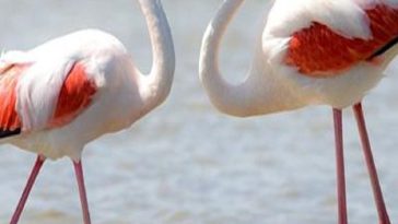 هشدار برای گردشگری پرنده‌نگری فلامینگوهای مهاجر آبادان