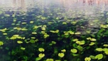 سراب نیلوفر