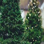 درختان غول پیکر کریسمس