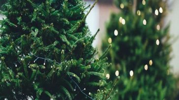 درختان غول پیکر کریسمس