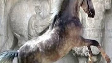 ثبت جهانی اسب کرد