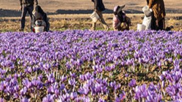 اگروتوریسم در خراسان رضوی فراگیر خواهد شد