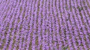 بهار در سرزمین طلای سرخ ایران