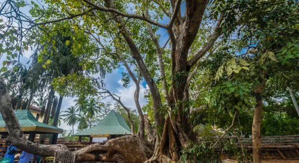 Sri Lanka attractions- anuradhapura آنورادهاپورا